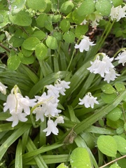 Hyacinthoides