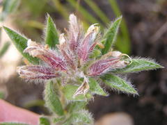 Leobordea