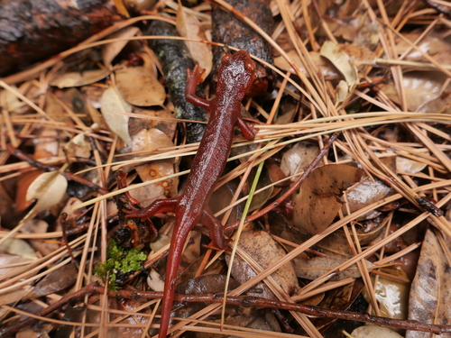 iNaturalist observation photo of Sierra Newt