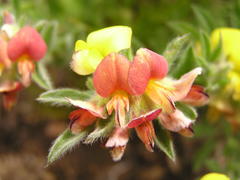 Leobordea