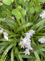 Hyacinthoides