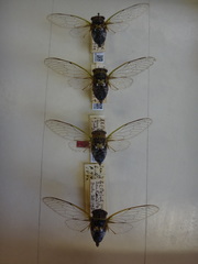 Diceroprocta albomaculata