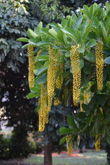 Lophanthera lactescens