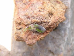 Leobordea