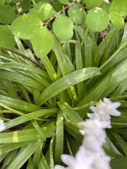 Hyacinthoides