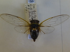 Diceroprocta albomaculata