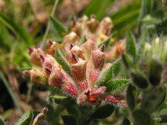 Leobordea