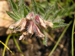 Leobordea