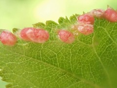 Eriophyes similis