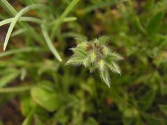 Leobordea