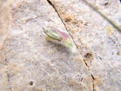 Leobordea