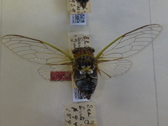 Diceroprocta albomaculata