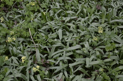 Tulipa sylvestris biebersteiniana
