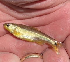 Notropis baileyi