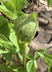 Uromyces ari-triphylli