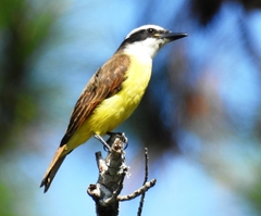 Pitangus sulphuratus