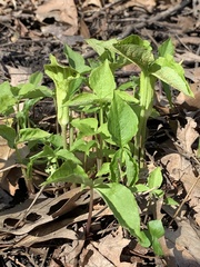 Uromyces ari-triphylli