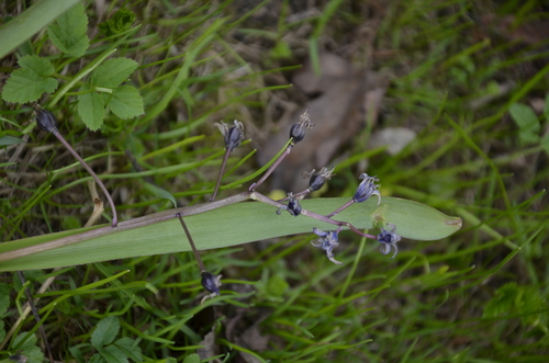 Наблюдение на iNaturalist