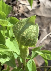 Uromyces ari-triphylli