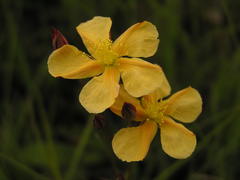 Hypericum lalandii