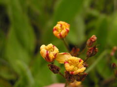 Hypericum lalandii