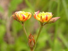 Hypericum lalandii