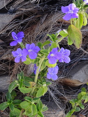 Barleria obtusa