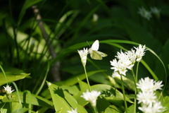 Pieris rapae