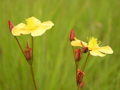 Hypericum lalandii