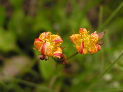 Hypericum lalandii