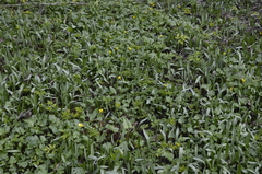 Tulipa sylvestris biebersteiniana