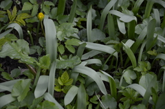 Tulipa sylvestris biebersteiniana