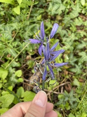 Camassia
