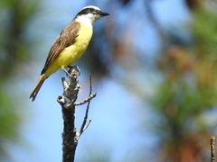 Pitangus sulphuratus