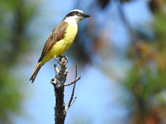 Pitangus sulphuratus