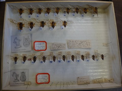 Diceroprocta arizona