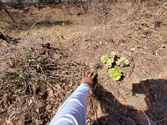 Pterocarpus erinaceus