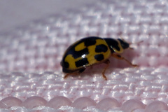 Propylea quatuordecimpunctata