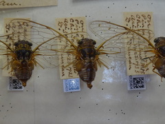 Diceroprocta arizona