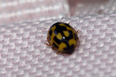 Propylea quatuordecimpunctata