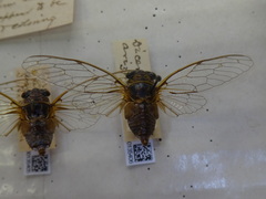 Diceroprocta arizona