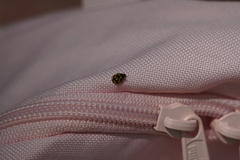 Propylea quatuordecimpunctata