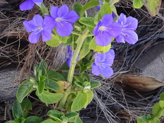 Barleria obtusa
