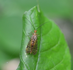 Panorpa vernalis