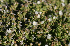 Delosperma uncinatum