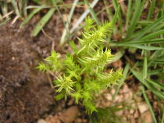 Crassula lanceolata transvaalensis