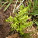Crassula lanceolata transvaalensis - Photo 由 Charl Strydom 所上傳的 (c) Charl Strydom，保留部份權利CC BY-NC
