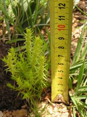 Crassula lanceolata transvaalensis