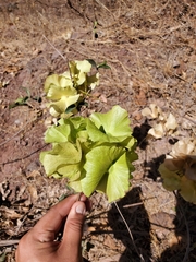 Pterocarpus erinaceus