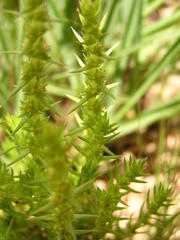 Crassula lanceolata transvaalensis